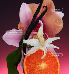 Daily Refresh Set - Special Creative Pink Assortment